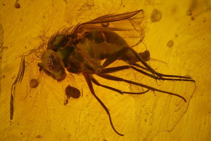 Two Fossil Flies (Diptera) In Baltic Amber #150749